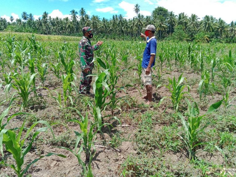 Babinsa Bersama Petani Pantau Pertumbuhan  Tanaman Jagung  